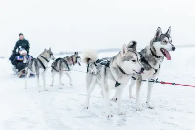 Kalajoella voit vuokrata Huskyajelun Perämeren jäällä.