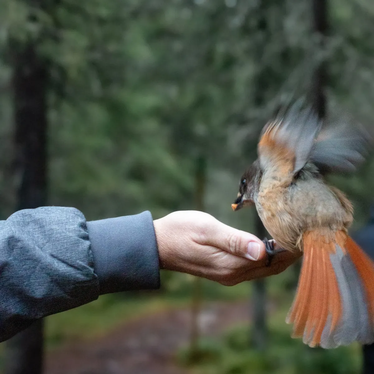 Kuukkeli tunnetaan opportunistisista ruokailutavoista, ja niillä on monipuolinen ruokavalio, joka sisältää hyönteisiä, toukkia ja siemeniä.