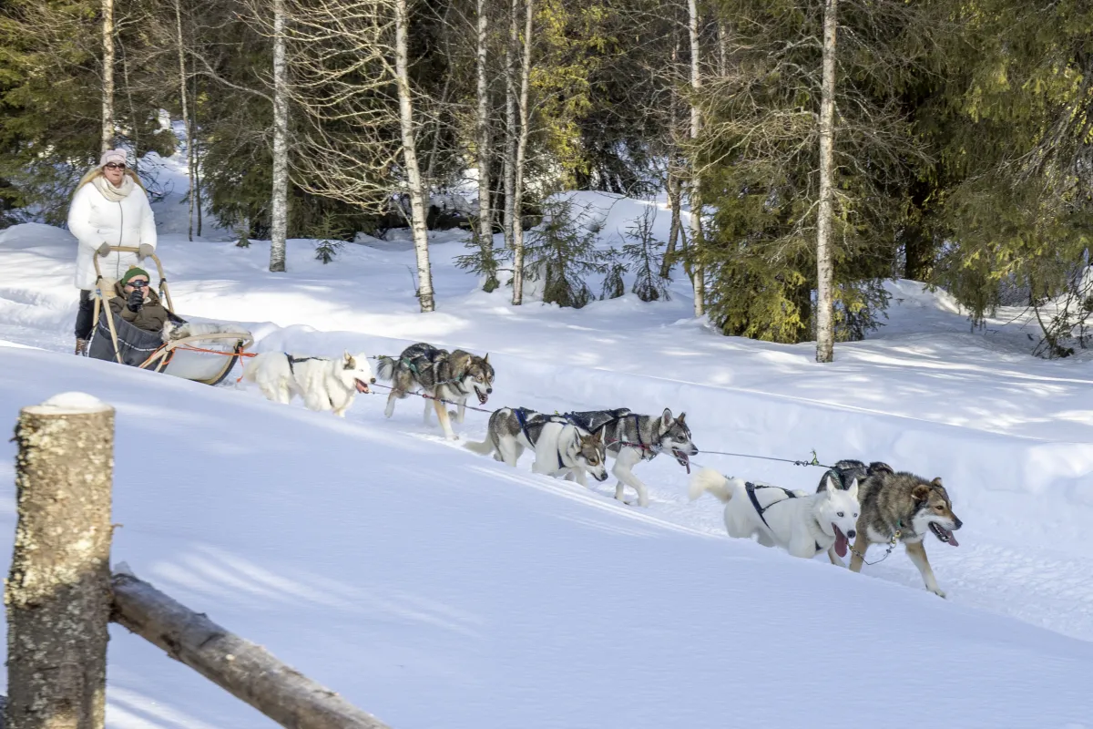 Dog sledding in Ruka