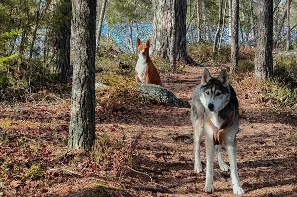 Basenjin ja siperianhuskyn näky metsässä lenkkeilemässä saattaa olla melkoinen kuva. Molemmat rodut ovat melko urheilullisia, mutta ne tulevat hyvin erilaisista taustoista.
Basenjit tunnetaan nimellä