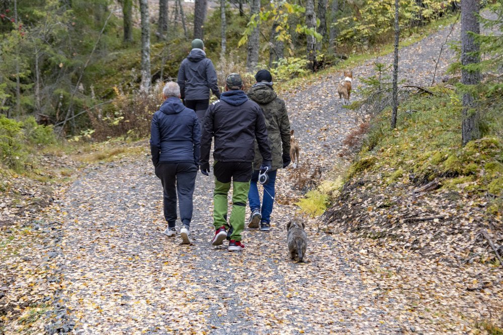 Taking a walk with a dog in a Finnish forest can be a beautiful and relaxing experience. Finnish forests are known for their natural beauty, with towering trees, crystal-clear lakes and streams, and an abundance of wildlife. Walking with a dog in the forest is a great way to enjoy this natural setting and get some exercise at the same time.
Finland is also known for being a very dog-friendly country, with many public areas allowing dogs to roam free off-leash. However, it's important to keep in mind that dogs should be kept under control and supervised at all times to avoid disturbing wildlife or other forest visitors.