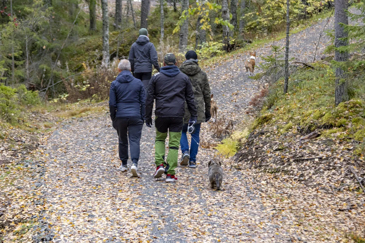 Taking a walk with a dog in a Finnish forest can be a beautiful and relaxing experience. Finnish forests are known for their natural beauty, with towering trees, crystal-clear lakes and streams, and an abundance of wildlife. Walking with a dog in the forest is a great way to enjoy this natural setting and get some exercise at the same time.
Finland is also known for being a very dog-friendly country, with many public areas allowing dogs to roam free off-leash. However, it's important to keep in mind that dogs should be kept under control and supervised at all times to avoid disturbing wildlife or other forest visitors.