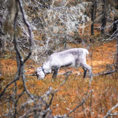 In autumn in Lapland and elsewhere in Northern Finland, reindeer are typically fed and prepared for the upcoming reindeer herding. Reindeer mustering, also known as reindeer herding, involves the collection and management of reindeer herds by their owners.

The autumn feeding period is important for reindeer, as it helps them accumulate their fat reserves before the harsh winter months. During this time, reindeer usually have access to natural grazing areas such as meadows and forests, as well as supplementary feed such as hay, grain and mineral supplements. This helps ensure that they are healthy and strong enough to withstand the cold temperatures and lack of food during the winter.

When the feeding period is over, the reindeer rounds begin. During the collections, the reindeer are collected and sorted according to their owners, and some can be sold or sent to be slaughtered. Roundups are an important part of the traditional Sami culture and way of life, and are still practiced by many reindeer herders in Lapland and other northern regions.