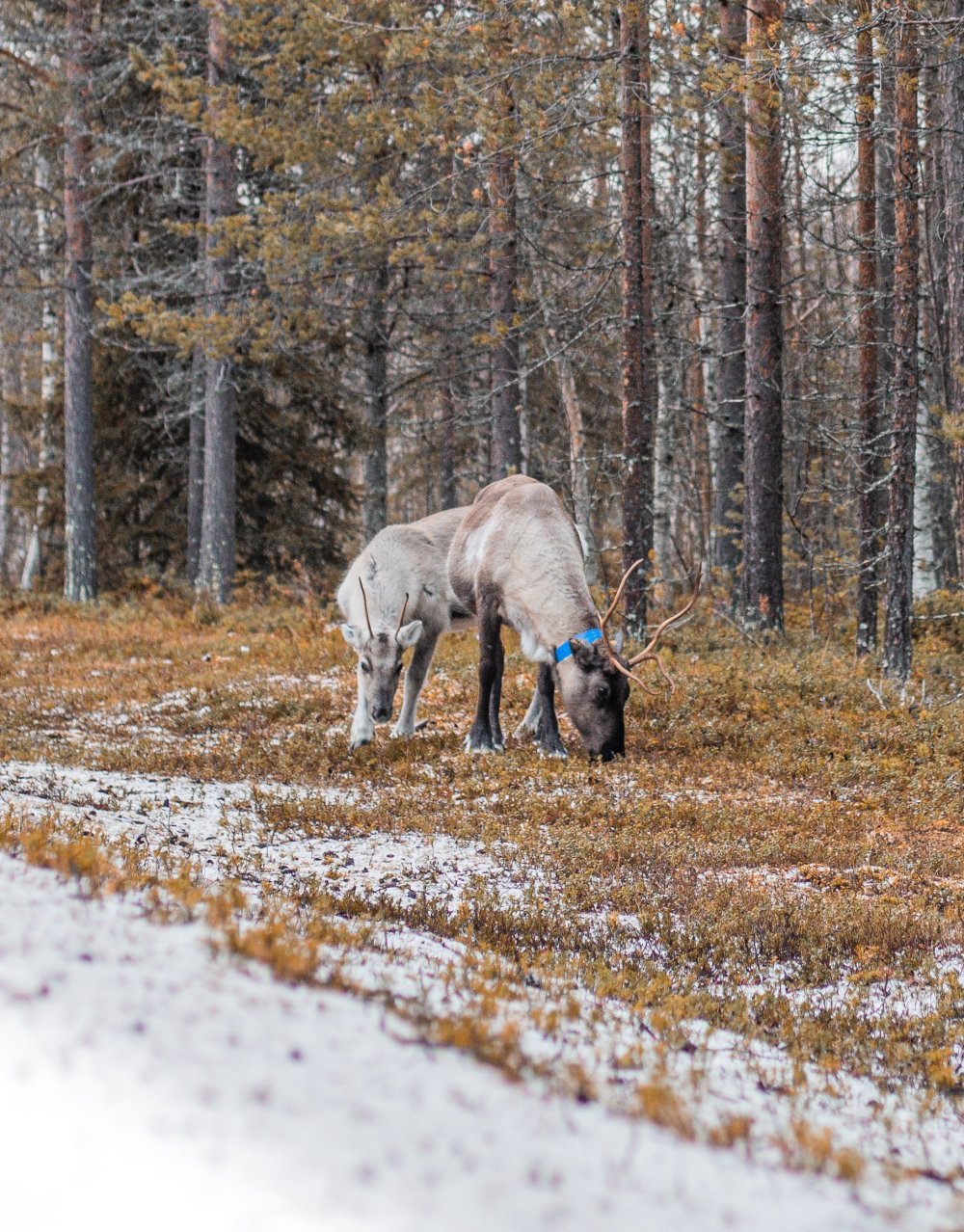 Syksyllä Lapissa ja muualla Pohjois-Suomessa poroja ruokitaan ja valmistaudutaan tyypillisesti tuleviin porokierroksiin. Porojen keräämiset, jotka tunnetaan myös poronhoitona, sisältävät porokarjojen keräämisen ja hallinnan niiden omistajien toimesta.
Syksyinen ruokintajakso on poroille tärkeä, sillä se auttaa keräämään rasvavarantojaan ennen ankaria talvikuukausia. Tänä aikana porot pääsevät yleensä luonnollisille laidunalueille, kuten niityille ja metsiin, sekä lisärehua, kuten heinää, jyviä ja kivennäislisäaineita. Tämä auttaa varmistamaan, että ne ovat terveitä ja tarpeeksi vahvoja kestämään kylmiä lämpötiloja ja ravinnon puutetta talvella.
Kun ruokintajakso on ohi, alkavat porojen kierrokset. Keräysten aikana porot kerätään ja lajitellaan omistajiensa mukaan ja osa voidaan myydä tai lähettää teurastettaviksi. Roundupit ovat tärkeä osa perinteistä saamelaista kulttuuria ja elämäntapaa, ja niitä harjoittavat edelleen monet porohoitajat Lapissa ja muilla pohjoisilla alueilla.